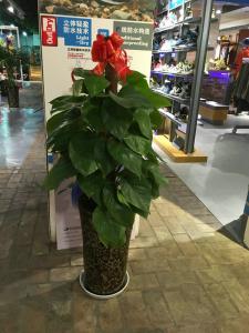 店內(nèi)綠蘿