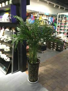 植物租賃