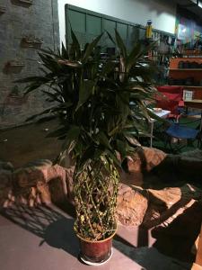 植物租賃