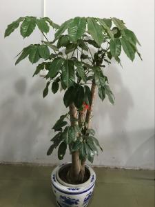 昆士蘭傘木